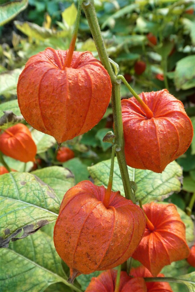 flowers, physalis, plant lantern-7592221.jpg